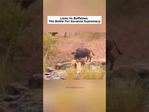 Lions vs Buffaloes: The Battle for Savana Supremacy #wildanimals #animals #foryou