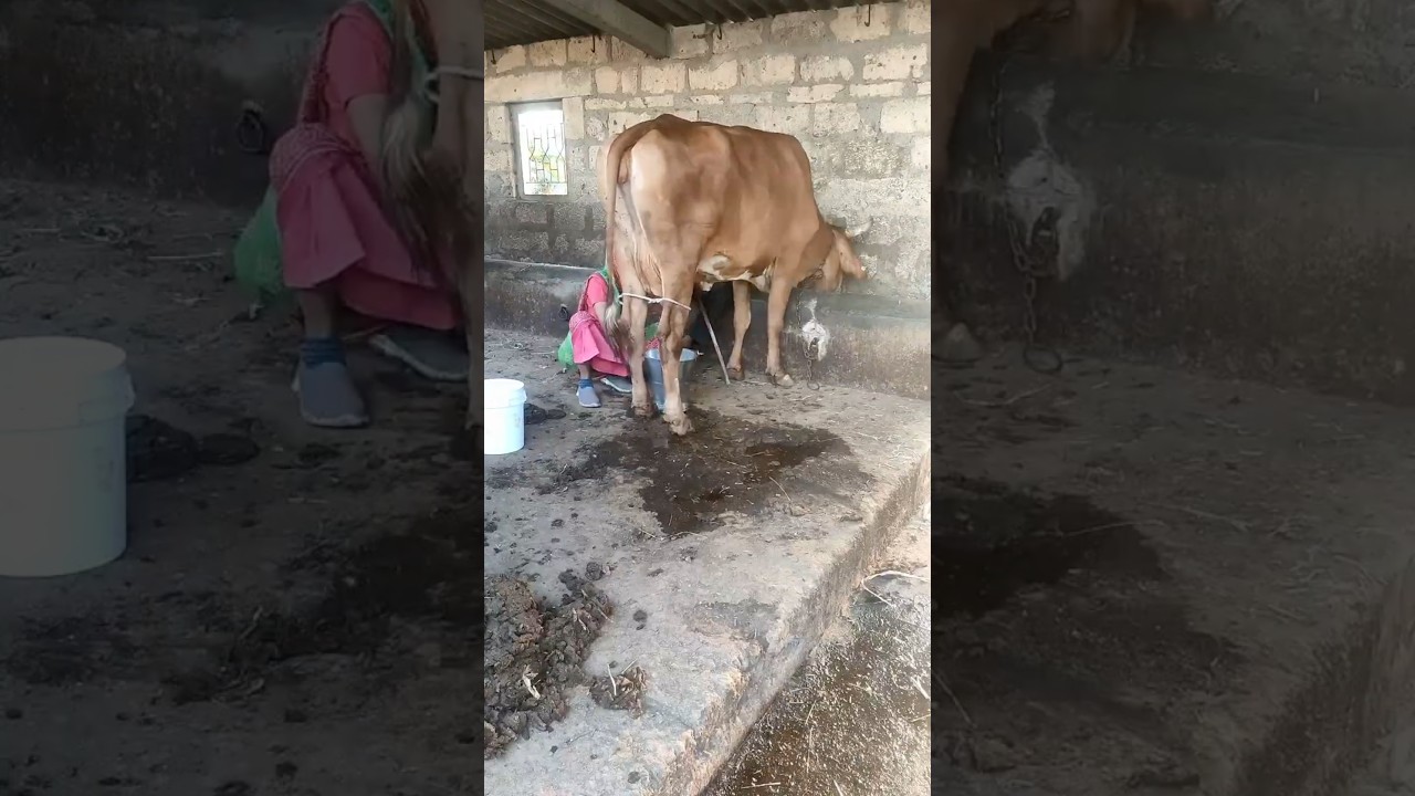 Order Video