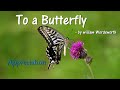Understanding 'To a Butterfly' by William Wordsworth