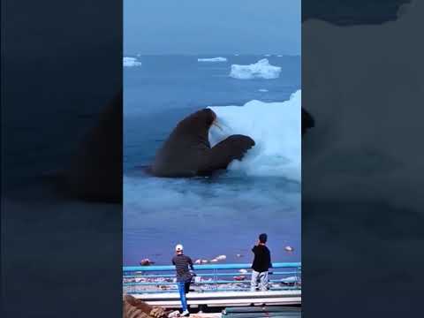WOW ! Singa laut Muncul ke permukaan #animals #shorts