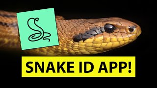 SNAKE IDENTIFICATION MOBILE APP - Snake Name - identify snakes