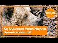 Kış Uykusu ve Hayvanlar