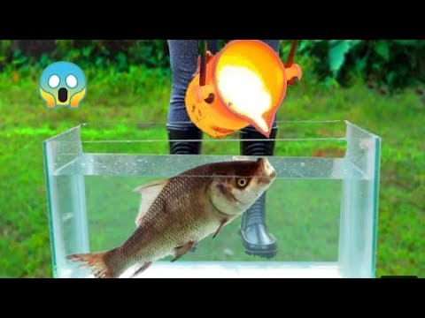 FISH Vs LAVA I EXPERIMENT I MALAYALAM