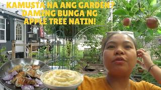 BUHAY AMERIKA  AFTER 7 YEARS MAY MANSANAS NA TAYO SA GARDEN & NAGLUTO NG ONION CHICKEN