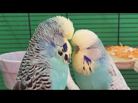 7 hours of budgie sounds for relaxation