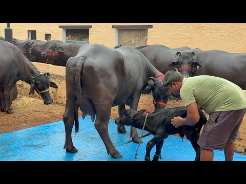 👍 Price - 172000 , 18 लीटर दूध , 2nd lactation , HLDB female calf for sell Raj dairy farm pe