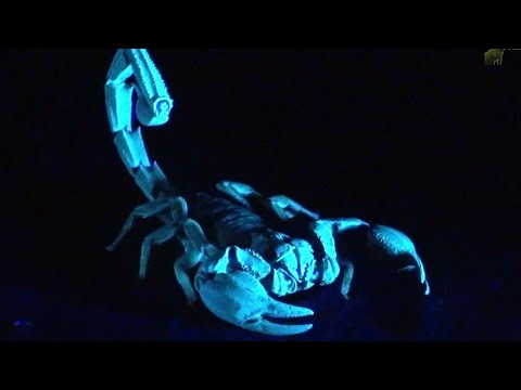 Scorpions Glow in the Dark!! BUG-MAN #scorpion #arachnid #creepy #insects #bugman