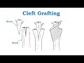 Grafting Techniques and Practices