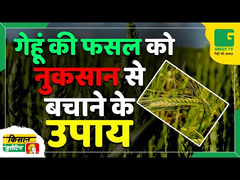 गेहूं की फसल को नुकसान से बचाने के उपाय | Kisan Bulletin