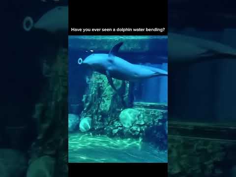 Did you know dolphins could do this