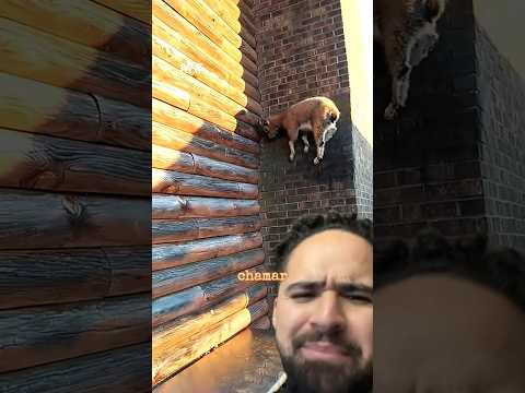 Essa é a famosa Cabra Aranha - íbex #cabra #ibex #animal #viral