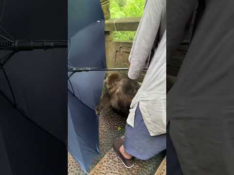 XingXing was scolded by grandma (NOT ABUSE) #monkey #cute #cuteanimals #animals