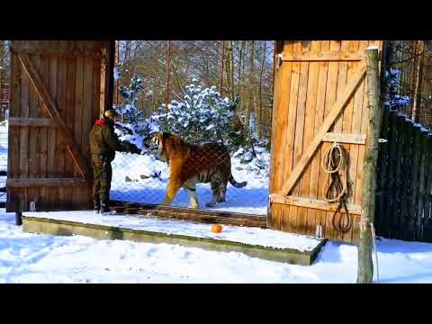 Amur tiger are LARGEST CAT?