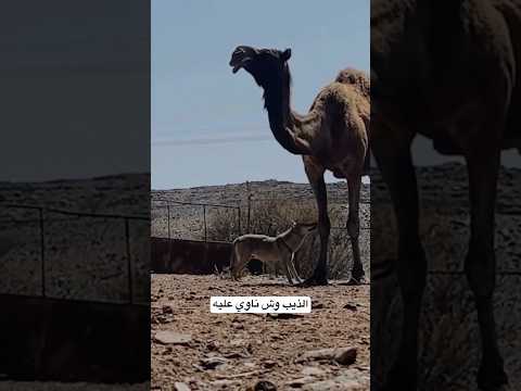 الذيب وش ناوي عليه