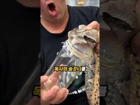 살무사과 최강 독사, 가봉바이퍼