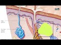 Skin Structure and Function Assessment