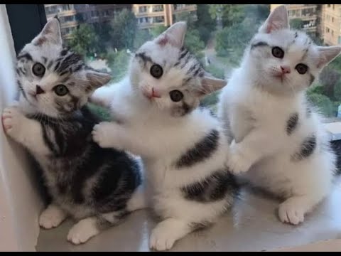 😺 Funny kittens for a good mood!! 🐈 Full version of the new video is available on the new Baraban-TV