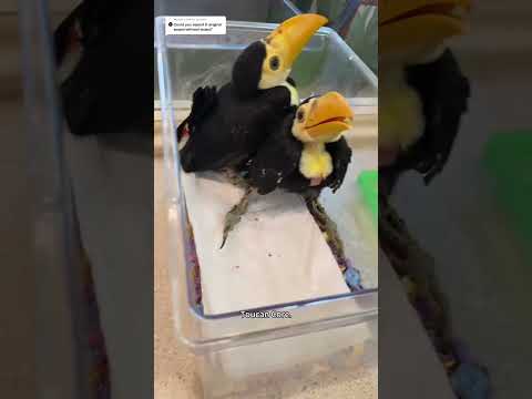 Toucan Core.🦜🦜 #animals #funnyanimals #petvideos #funny #toucanbird