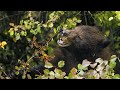 Ecosystem Dynamics and Seed Dispersal