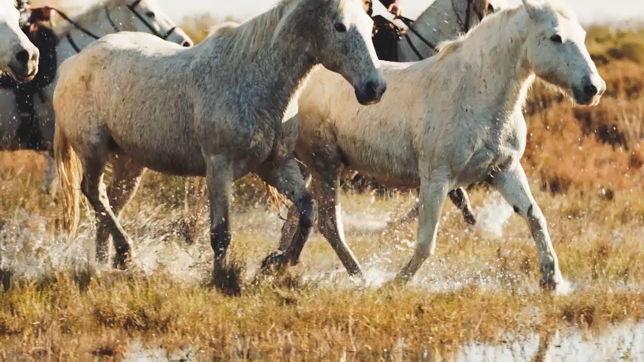 The Cowboys of Camargue Relax, Mindfulness, Sleep BBC Earth