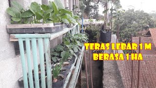 TINGGAL DI PERKOTAAN ?! INILAH IDE BERKEBUN DI TERAS SUPER SEMPIT