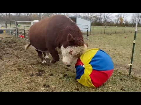 Este Toro Es El Más Feliz Jugando Con Pelotas