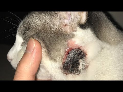 Removing A Massive Cuterebra From Cat's Head (Part 10)