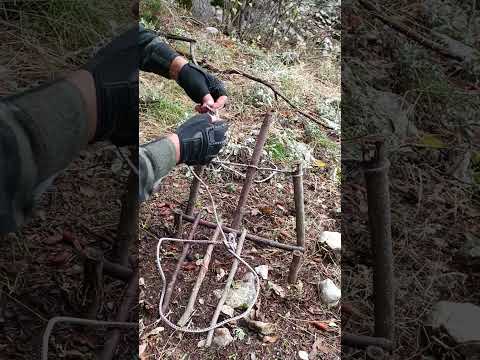 Trap /tuzak #bushcraft #survival #outdoors #trap #traps