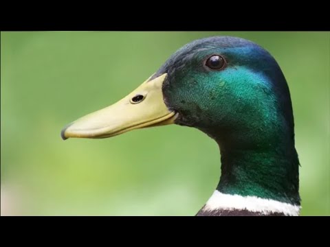 Qué Pasa con los Patos | Mini Documental