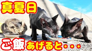 真夏日 空腹な猫たちに水分補給系のご飯をあげると・・・ さくらねこへのエサやり