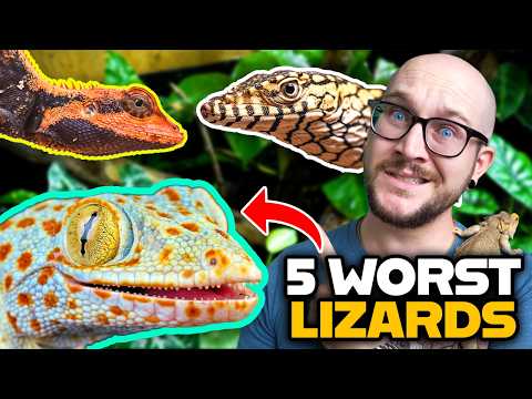 DO NOT Get These Pet Lizards! Get These Ones Instead!