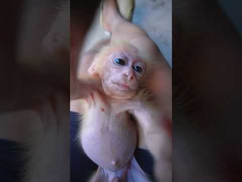 cute baby monkey HiuHiu just woke up #monkey #babymonkey #cute #animals #funny #monkeyhiuhiu