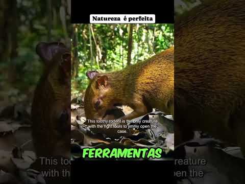 Animals Expert in Florest #pets #animals #animalshorts #land #brasil #jazzbrasil #thebestsongs2024