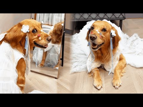 Funny Dog |Dress up the dog like a princess🥰🥰#Cuihuastory #Cute Pet