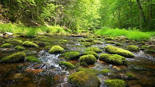 Relaxing Music and Gentle Stream: Beautiful Piano, Sleep Music, Spa, Yoga, Stress Relief (4K UHD)