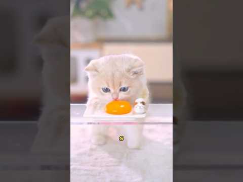 El gatito puede comer carne
