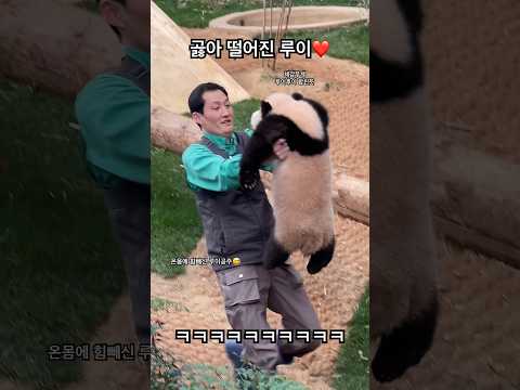 나를 옮기시라 몸이 천근만근 졸린 루이?그런 루이 옮기느라 천근만근 송바오 사육사님 그래도 행보케☺️?❤️#padababy#熊猫#パンダ#ruibao