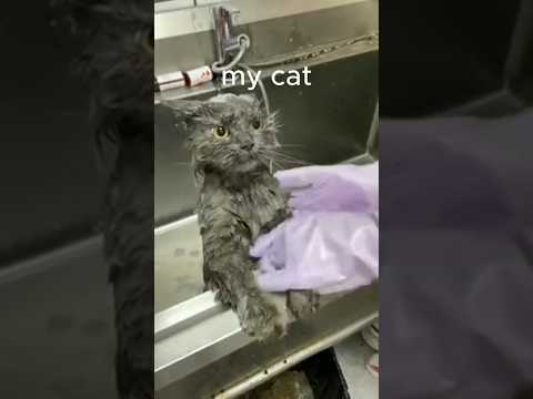 My friends cat vs My cat vol.2