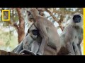 Wildlife and Monkey Society in Sri Lanka