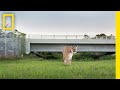 Florida Panthers and Conservation