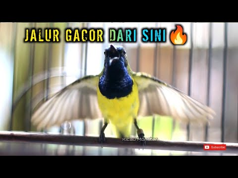 TERAPI SOGON AMPUH JADI IKUT GACOR !!