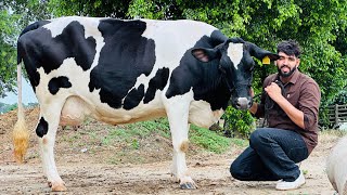 Pure ABS,Denmark Breed with High Milking || Modern Dairy Farming || Sahib Dairy Farm