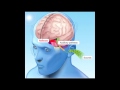Hearing Mechanisms and Hair Cells
