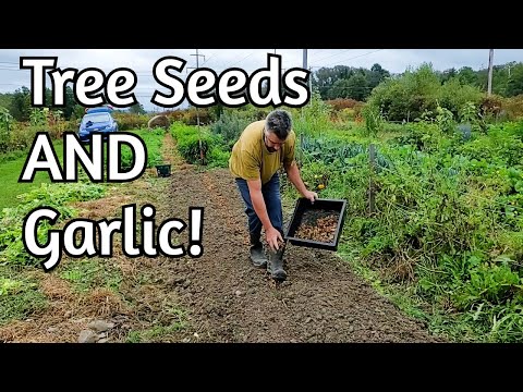 Planting Garlic with Nut Seeds!?!?