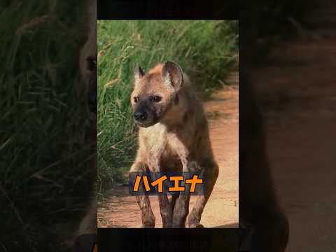 ハイエナは本当にそんなに強いのでしょうか？ #animals #動物プロダクション #自然