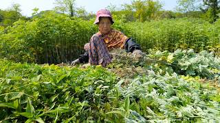 접경섬 백령도! 북한 해풍 맞고 자란 야생쑥! 수년을 말려 한 방울의 진액으로 / Wild Mugwort Extract / Korean food