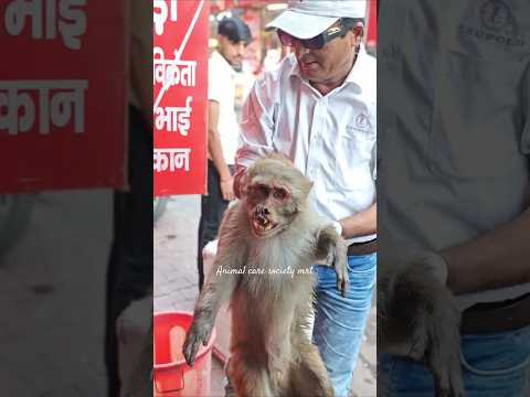 injured monkey 🐒🐒                     #foryou #shortsfeed