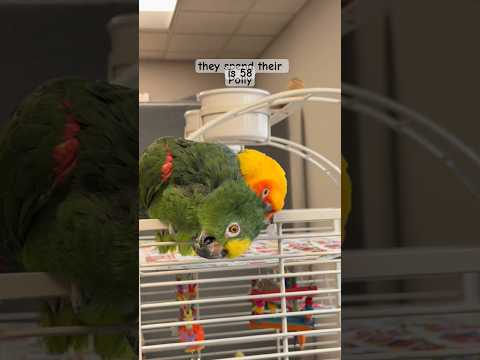 My 58 year old parrot loves her 7 year old best friend ๐ฅน #parrot #conure #bff #adoptdontshop
