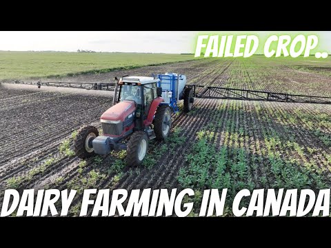 Spraying Out 100 Acres Of Canola For Reseeding