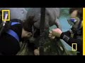 Manatee Conservation and Research